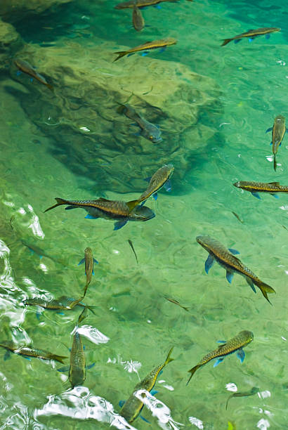 Erawan Falls Fish stock photo