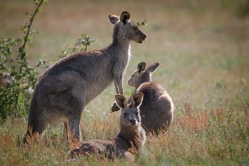 Eastern grey kangaroo’s in the wild