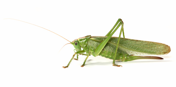 http://antagain.republika.pl/grasshopper.png
