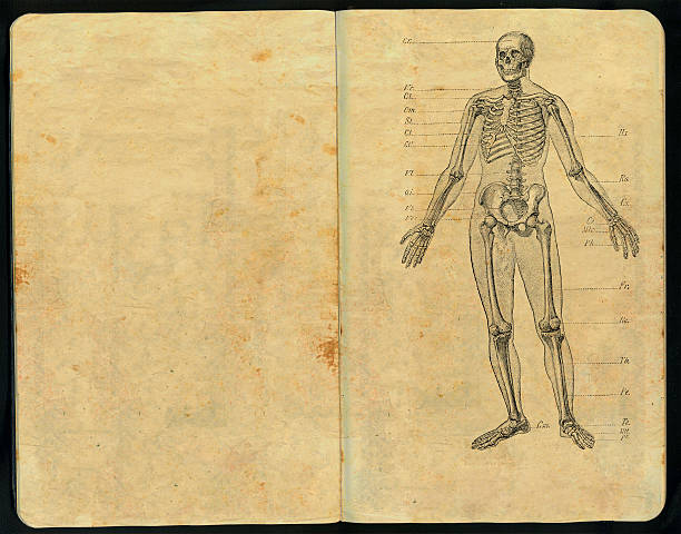 dr. huesos caderno de esboços - anatomy sketch pad retro revival old imagens e fotografias de stock