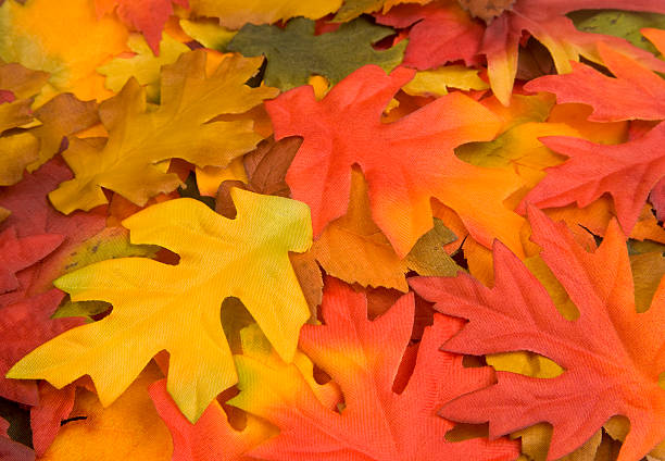 Various colorful decorative fall leaves makes for a lovely colorful background. Selective focus on foreground leaves. Canon 1Ds Mark III.