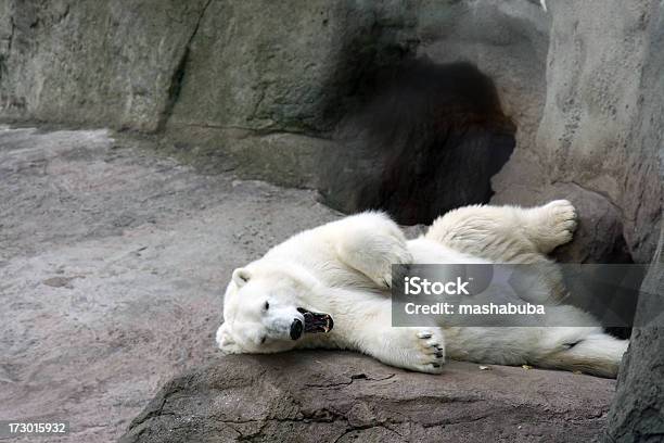 北極グマ - 冬のストックフォトや画像を多数ご用意 - 冬, 動物園, カナダ