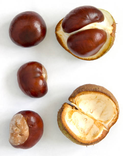 istock Horse Chestnut Seeds (Aesculus hippocastanum) 173015936