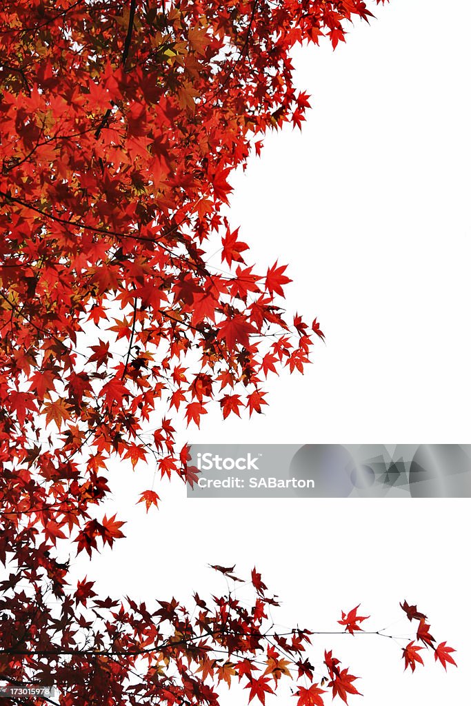 Foglie di acero rosso giapponese - Foto stock royalty-free di Accero rosso