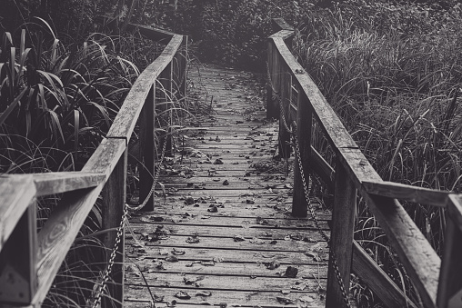 wood weathered boardwalk in the fall