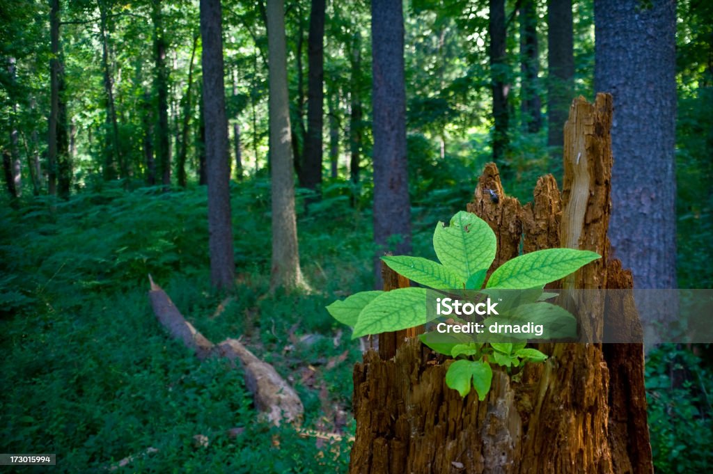 Wald, Wiederverwertung - Lizenzfrei Baum Stock-Foto