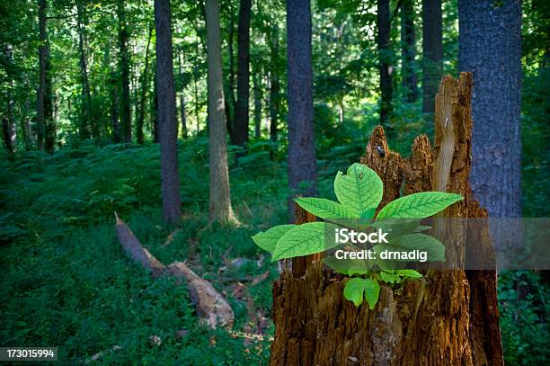Wald Wiederverwertung Stockfoto und mehr Bilder von Baum - Baum, Biodiversität, Blatt - Pflanzenbestandteile