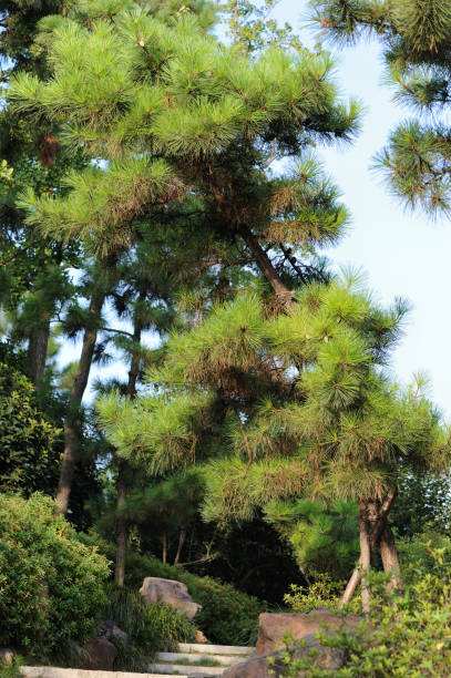 Pine tree stock photo