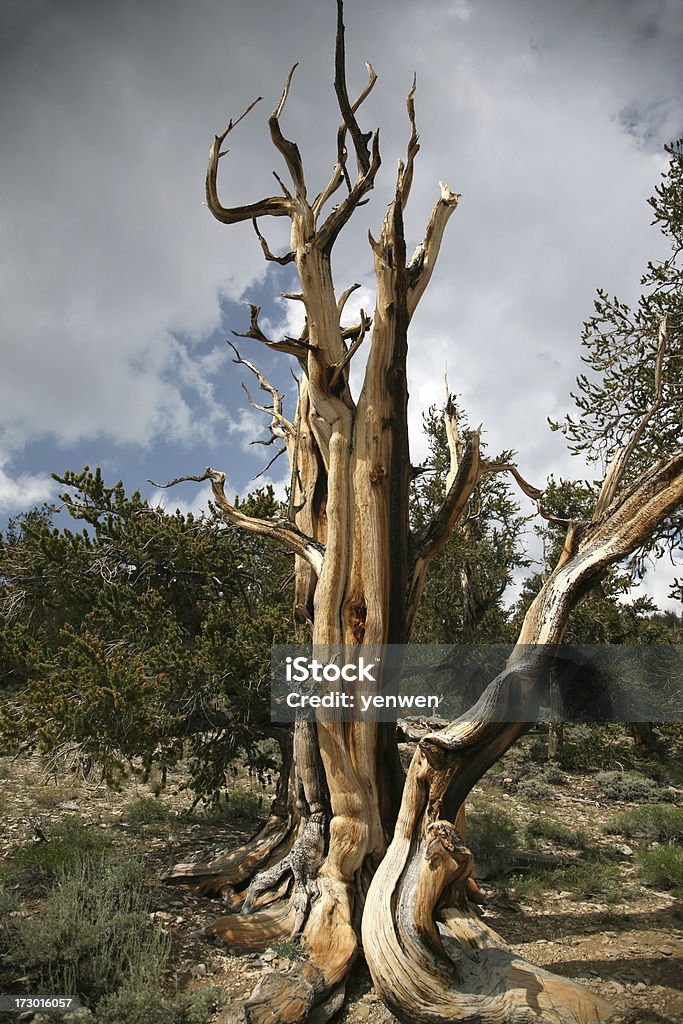 Gnarled starożytnych Sosna oścista - Zbiór zdjęć royalty-free (Burza)