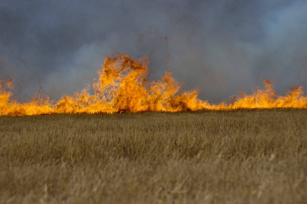 Free Stock Photo of A fire in a field | Download Free Images and Free ...