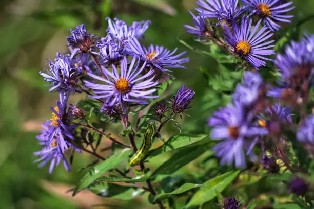 Purple asters during autumn