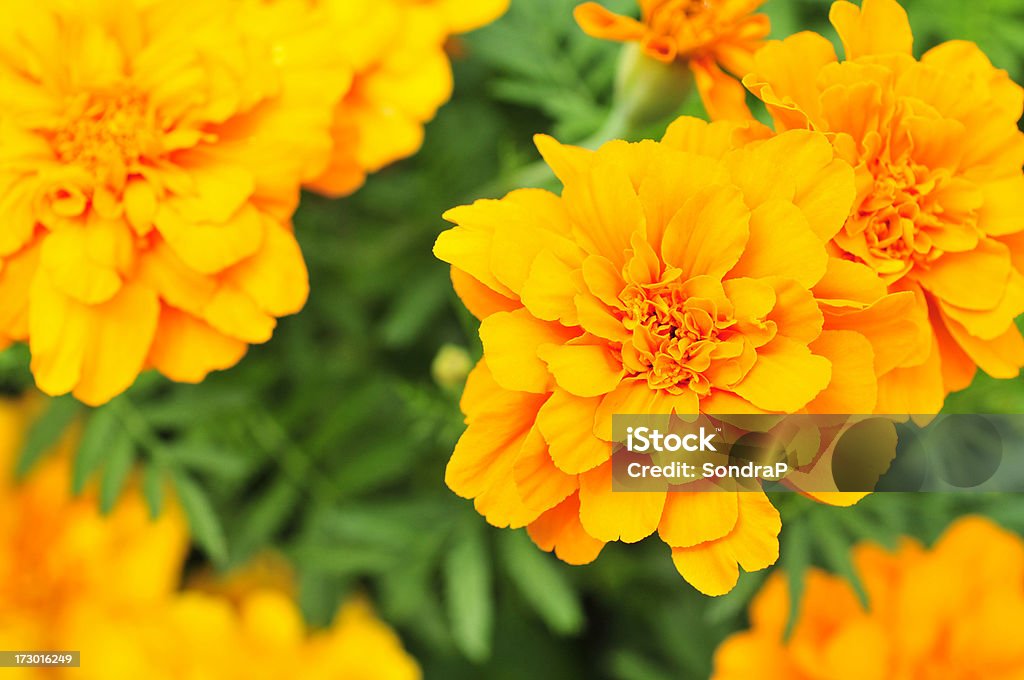 Perfetta Marigolds - Foto stock royalty-free di Aiuola