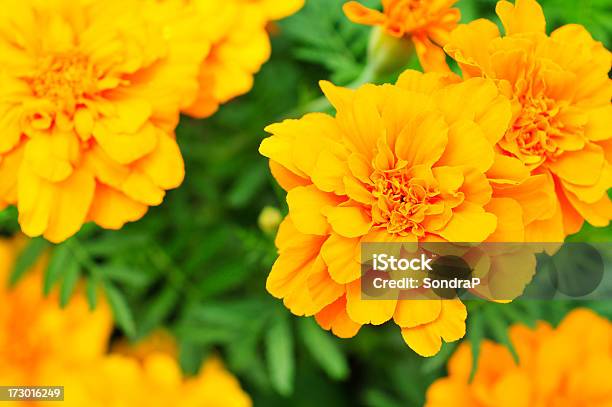 完璧な Marigolds - オレンジ色のストックフォトや画像を多数ご用意 - オレンジ色, クローズアップ, マリーゴールド