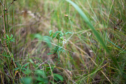 Lonely White сampion flower among thick green grass in the forest. This wildflower has beautiful white flowers. Selective focus. White cockle. Silene latifolia.