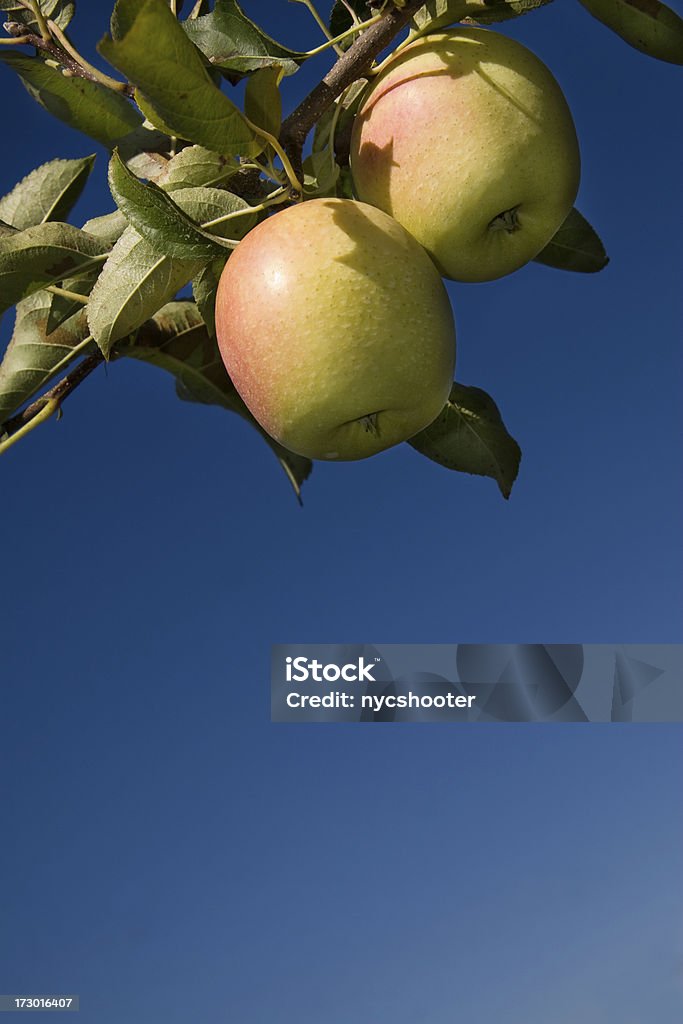 Golden delicious apples wiszące z drzewa - Zbiór zdjęć royalty-free (Bez ludzi)