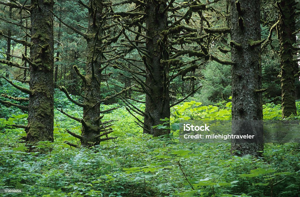Moss covered temperate rainforest trees Kodiak Island Alaska Moss thickly covers the lower spruce tree branches in temperate rainforest Ambercrombie State Park on Kodiak Island, Alaska Alaska - US State Stock Photo