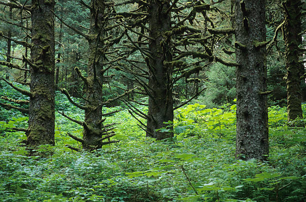 Moss covered temperate rainforest trees Kodiak Island Alaska Moss thickly covers the lower spruce tree branches in temperate rainforest Ambercrombie State Park on Kodiak Island, Alaska kodiak island photos stock pictures, royalty-free photos & images