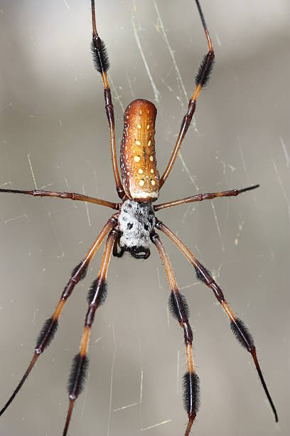 istock Golden Silk Orb-Weaver 173017069