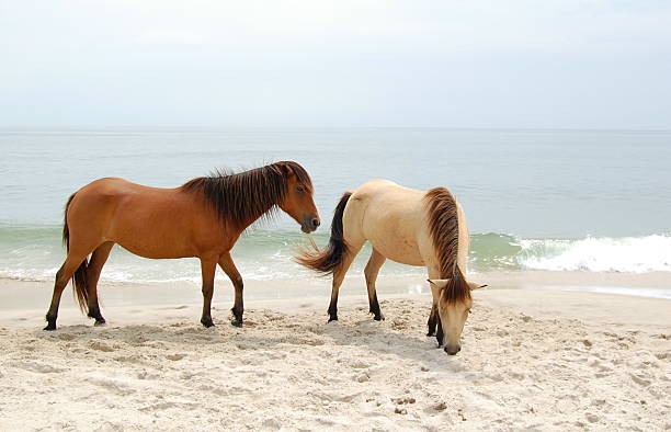 istock wild horses dun and buckskin colored on beach 173017193