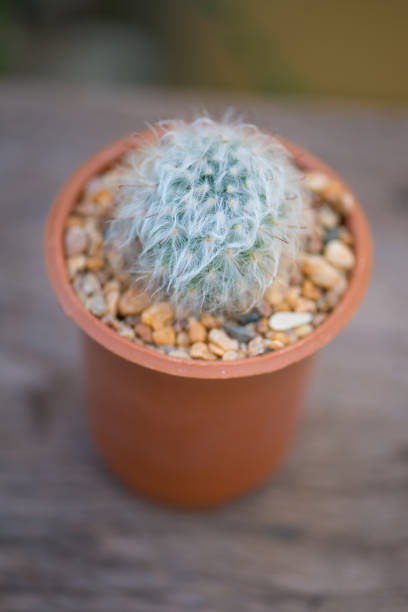 istock Mammillaria sp. cactus in flower pot 1730172893