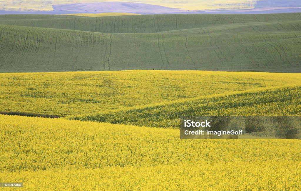 Prairie edredón - Foto de stock de Campo - Tierra cultivada libre de derechos