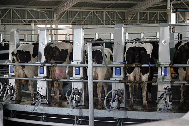 Milking in Process rotary milking system milking unit stock pictures, royalty-free photos & images