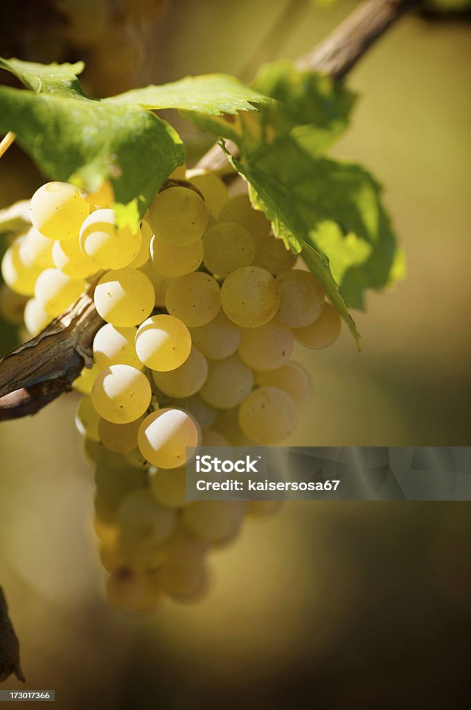 White grapes bunches of grapes in a vineyard Agriculture Stock Photo