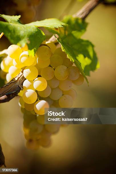 Uvabianca - Fotografias de stock e mais imagens de Agricultura - Agricultura, Ao Ar Livre, Cena Rural