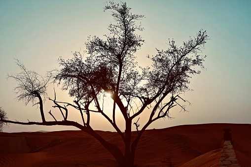 Sun is setting behind a tree in the vast desert
