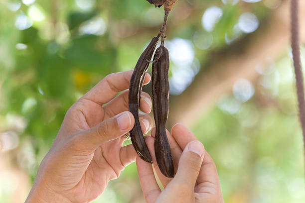 保持キャロブポッド 2 個 - carob bean ストックフォトと画像