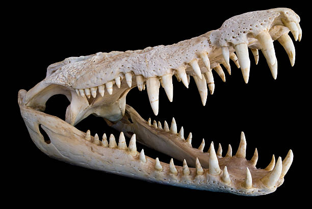 Crocodile Skull stock photo