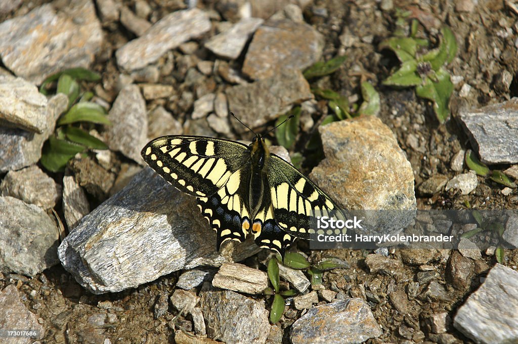 Farfalla di coda forcuta di tigre occidentale - Foto stock royalty-free di Alaska - Stato USA