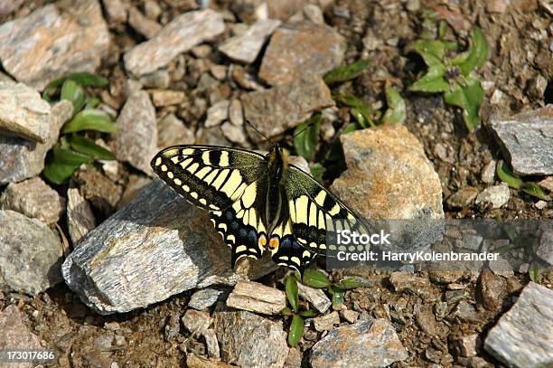 Farfalla Di Coda Forcuta Di Tigre Occidentale - Fotografie stock e altre immagini di Alaska - Stato USA - Alaska - Stato USA, America del Nord, Animale