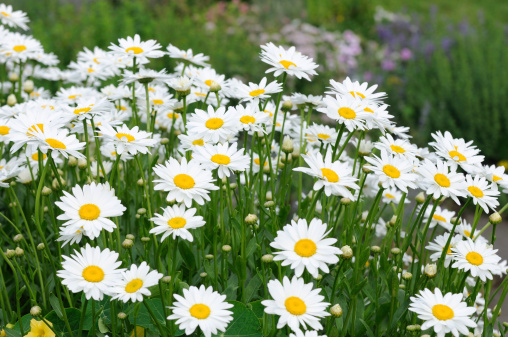 Scenic cosmos flower field landscape at sunset. Selective focus.