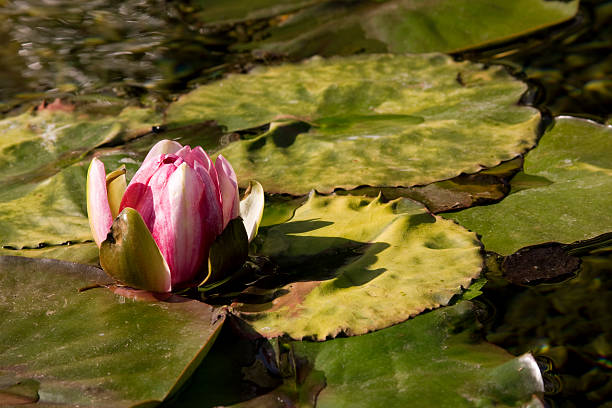 Budding Water Lily stock photo