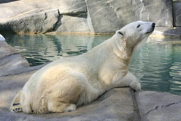 Photo of Sniffing Polar Bear