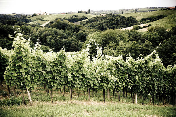 포도원입니다 contryside - slovenia vineyard grape jeruzalem 뉴스 사진 이미지