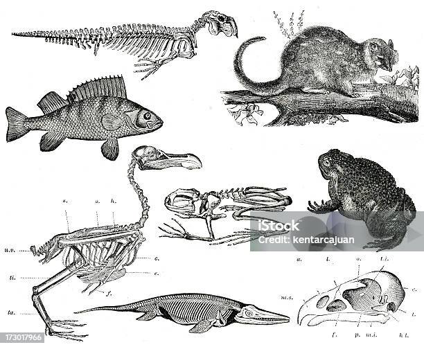 빈티지 동물 컬레션 개구리에 대한 스톡 사진 및 기타 이미지 - 개구리, 공룡, 일러스트레이션