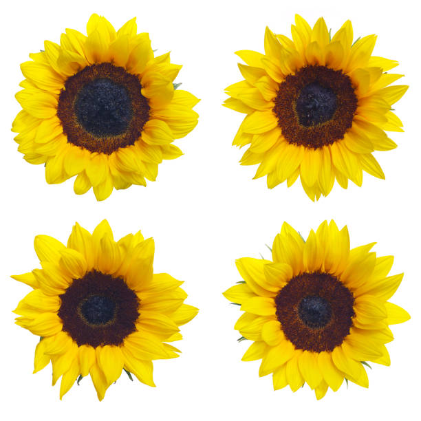 Full resolution jpeg is 144 megapixel (12000x12000). Each flower is very high resolution and suitable for printing extremely large.