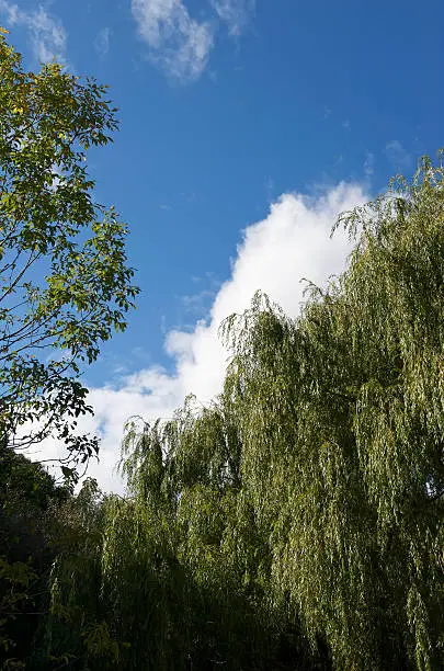Weeping Willow Trees against blue sky and clouds