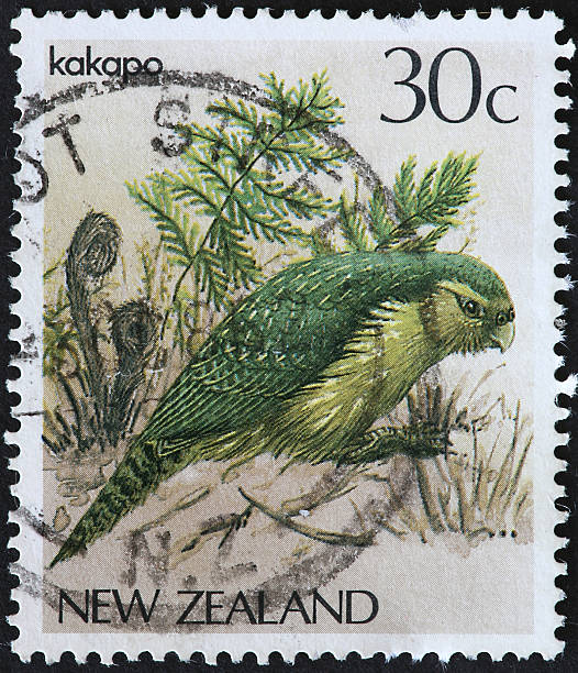 istock New Zealand Kakapo 173018314