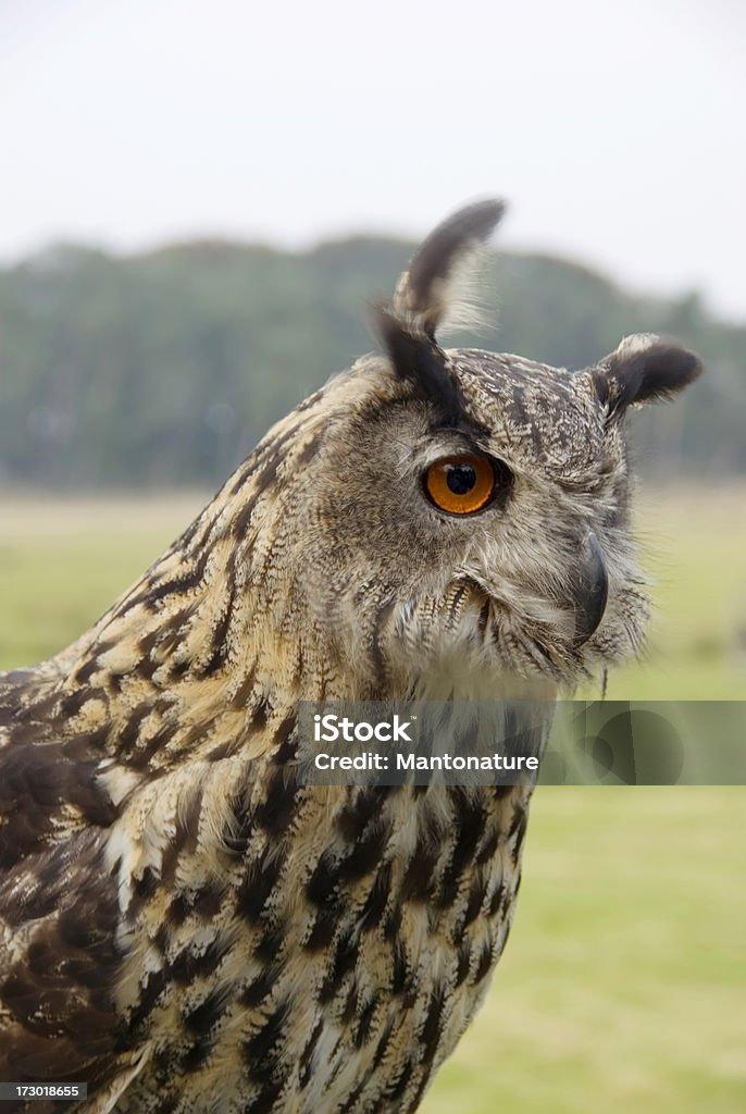 Búho real de eurasia - Foto de stock de Alerta libre de derechos