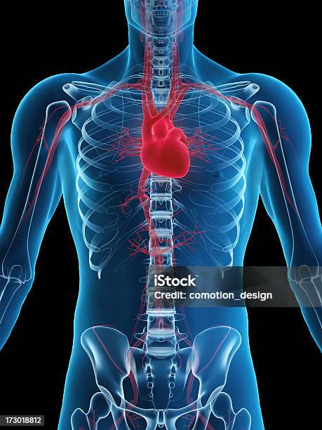 Menschliches Herz Stockfoto und mehr Bilder von Blut - Blut, Menschliches Skelett, Anatomie