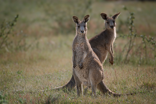 Two Swamp wallabies looking into the camera.
