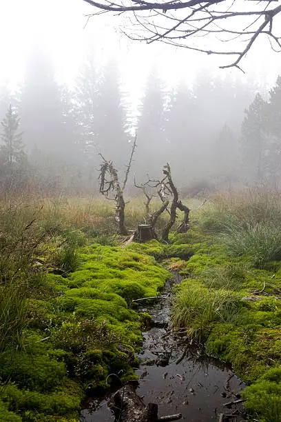 Highmoor in the mist.Click here for more photos from Switzerland.