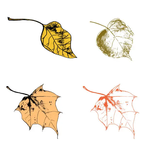 Vector illustration of Hand drawn autumn leaves collection. Perfect print for tee, poster, greeting card, stickers. Isolated vector illustration.