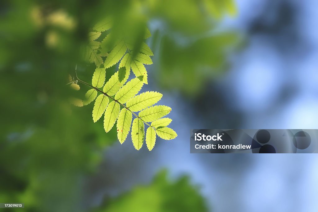 Grüne Blätter-Hintergrund - Lizenzfrei Abstrakt Stock-Foto