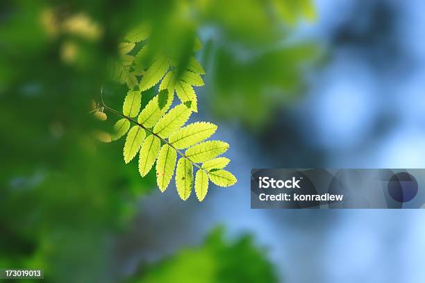 Grüne Blätterhintergrund Stockfoto und mehr Bilder von Abstrakt - Abstrakt, Ast - Pflanzenbestandteil, Bildhintergrund