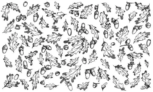 Vector illustration of Hand drawn set of acorn and oak leaves botany sketch