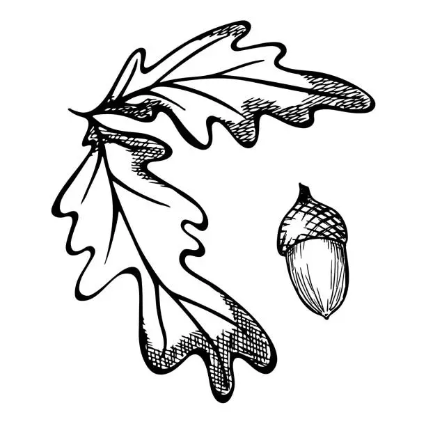 Vector illustration of Hand drawn oak leaf clipart